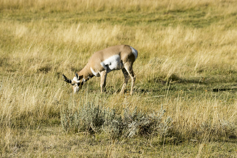 Yellowstone Highlights